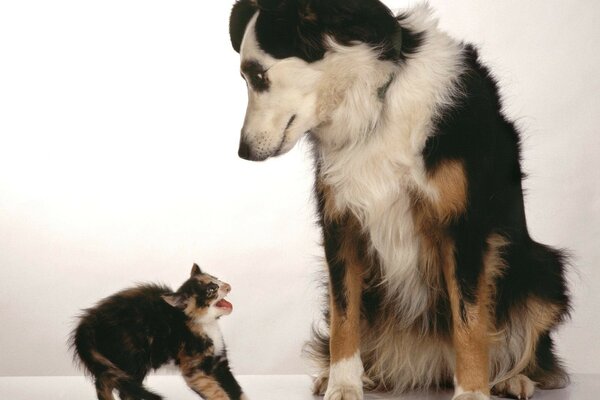 A little kitten was scared of a dog