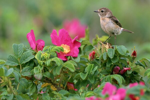 A bird is sitting on a rosehip bush