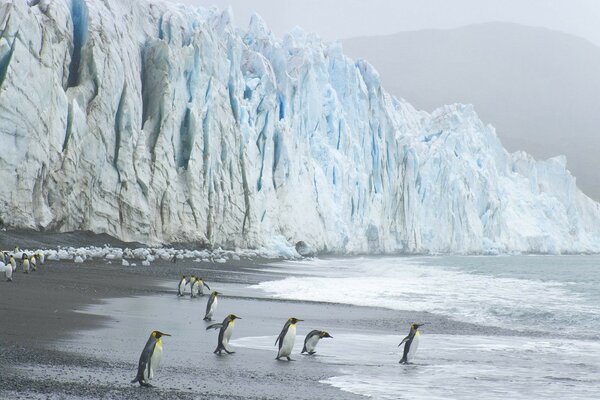 Penguin Beach vicino al ghiacciaio blu