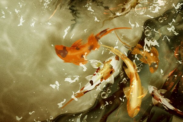 Goldfish in clear water