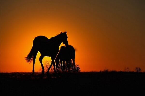 Konie na tle zachodzącego słońca