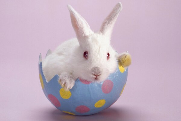 Conejo blanco de Pascua en cáscara