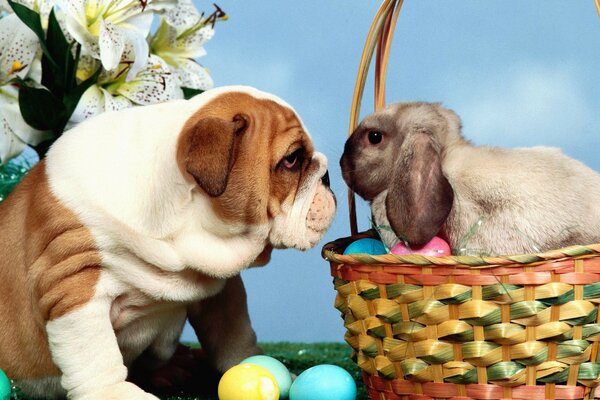 Coniglio nel cestino guarda il bulldog con le uova di Pasqua