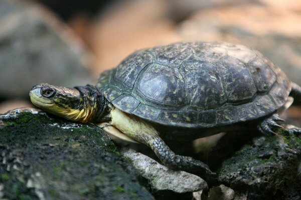 Linda tortuga yace en las rocas