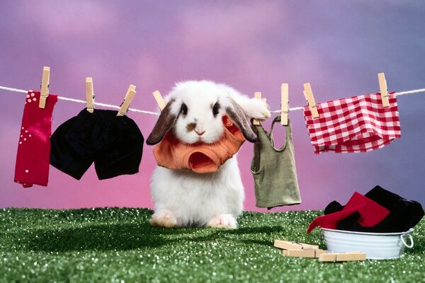 Rabbit in clothes on a rope with clothespins
