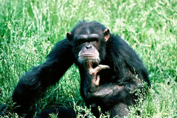 Chimpancé en la hierba piensa sentado