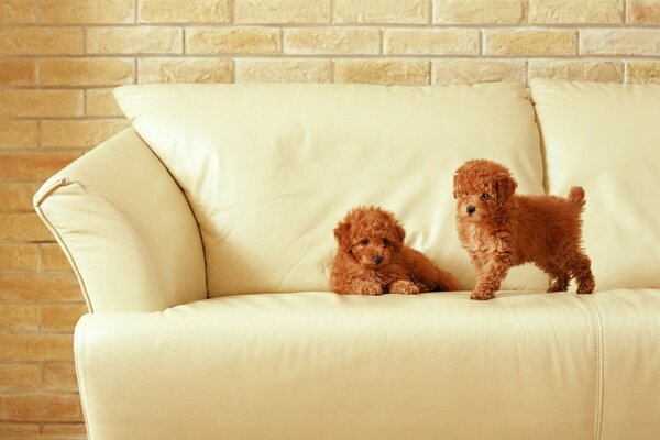 Two puppies are sitting on a white sofa