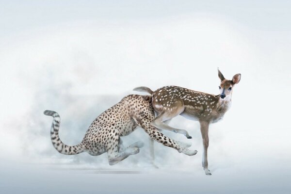 Fawn and leopard, a strange encounter