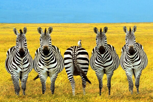 Zebras in a yellow field, all face one backside