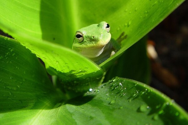 Pequeña rana sentada en una hoja verde