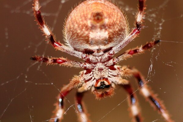 Włochaty pająk tka swoje sieci