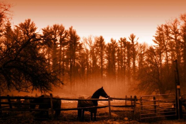 Cavallo nel recinto nel filtro seppia