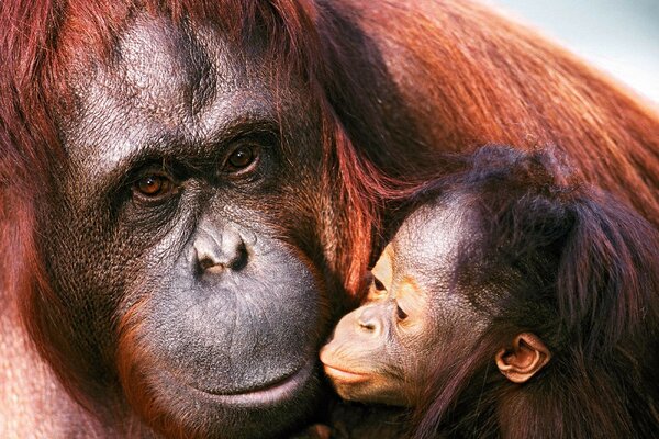 Photo de Sumatra orang-outan femelle et le petit