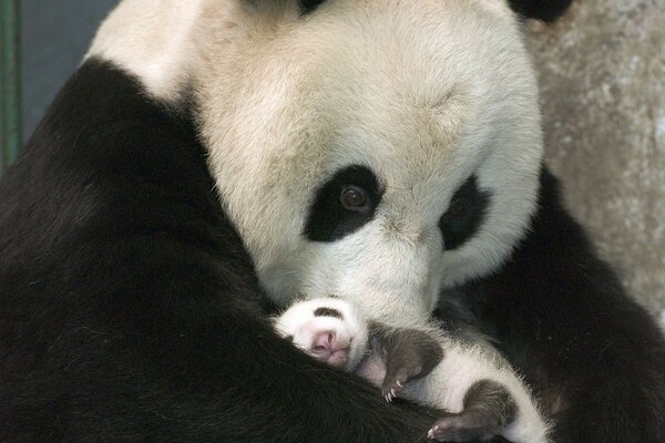 Panda blanco y negro con el bebé oso