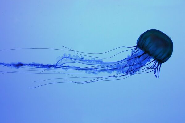 A large jellyfish swims in the water