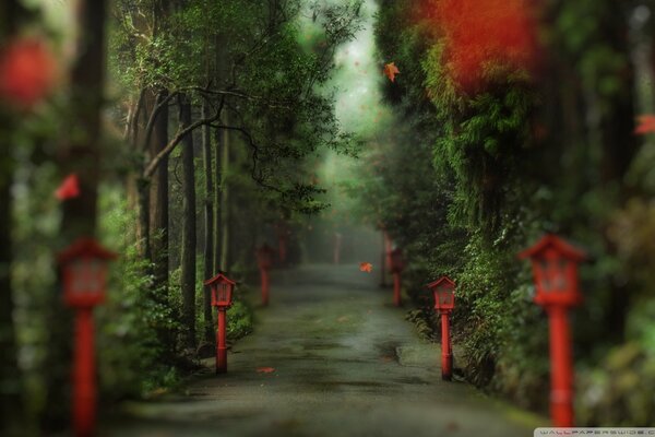 Mysterious alley in the Chinese forest