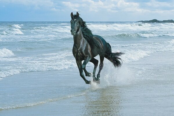 Ein Pferd reitet am Meer entlang