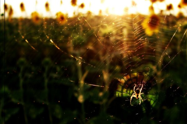 Spider web with a spider on the background of sunset and sunflowers