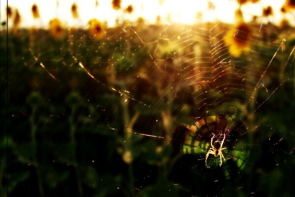 Telaraña con una araña en el fondo de la puesta de sol y girasoles