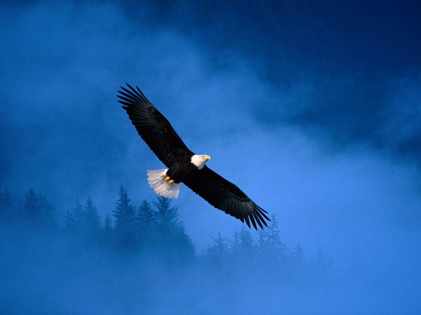 volo aquila alaska libertà