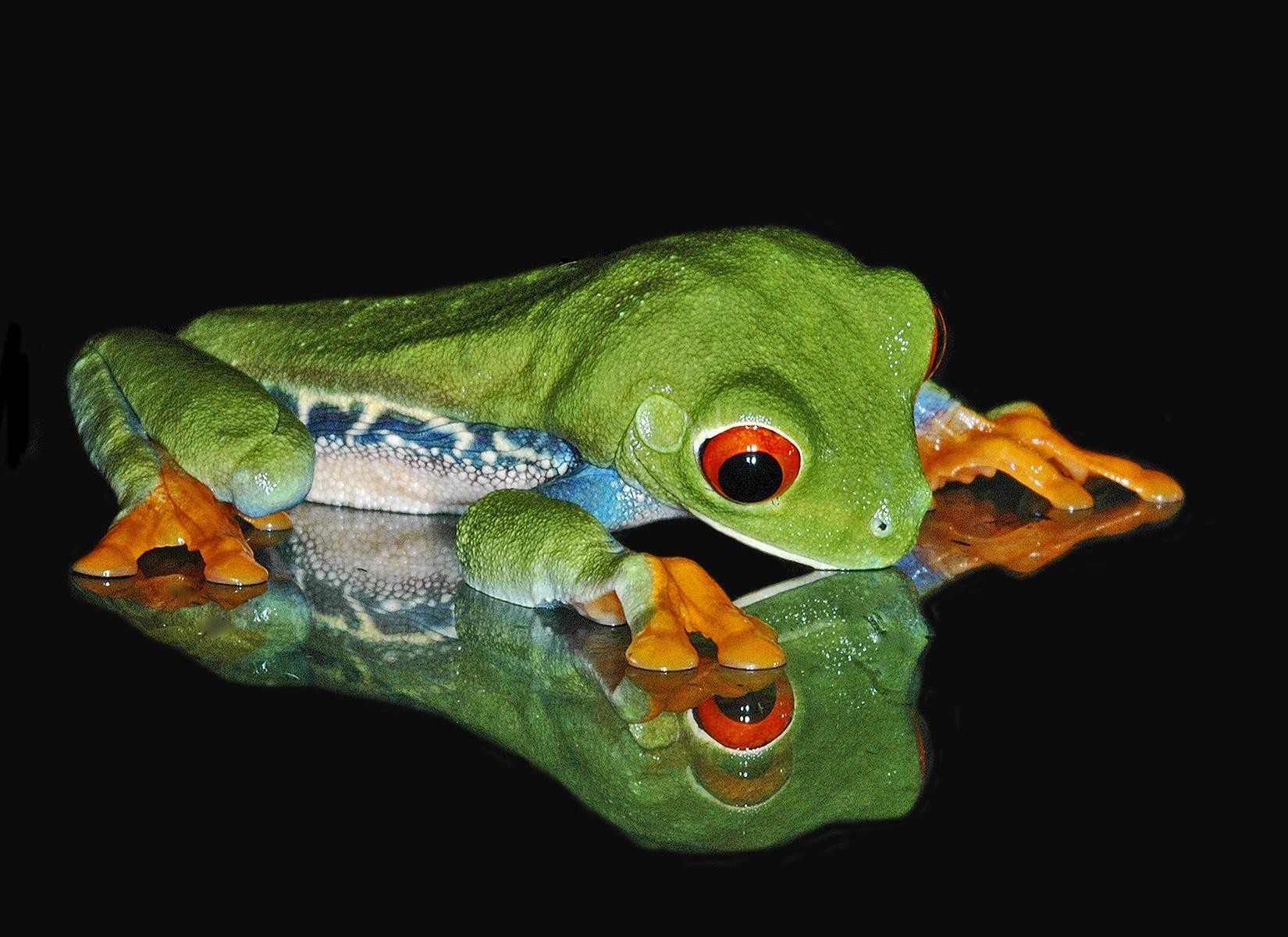 grenouille vert noir réflexion