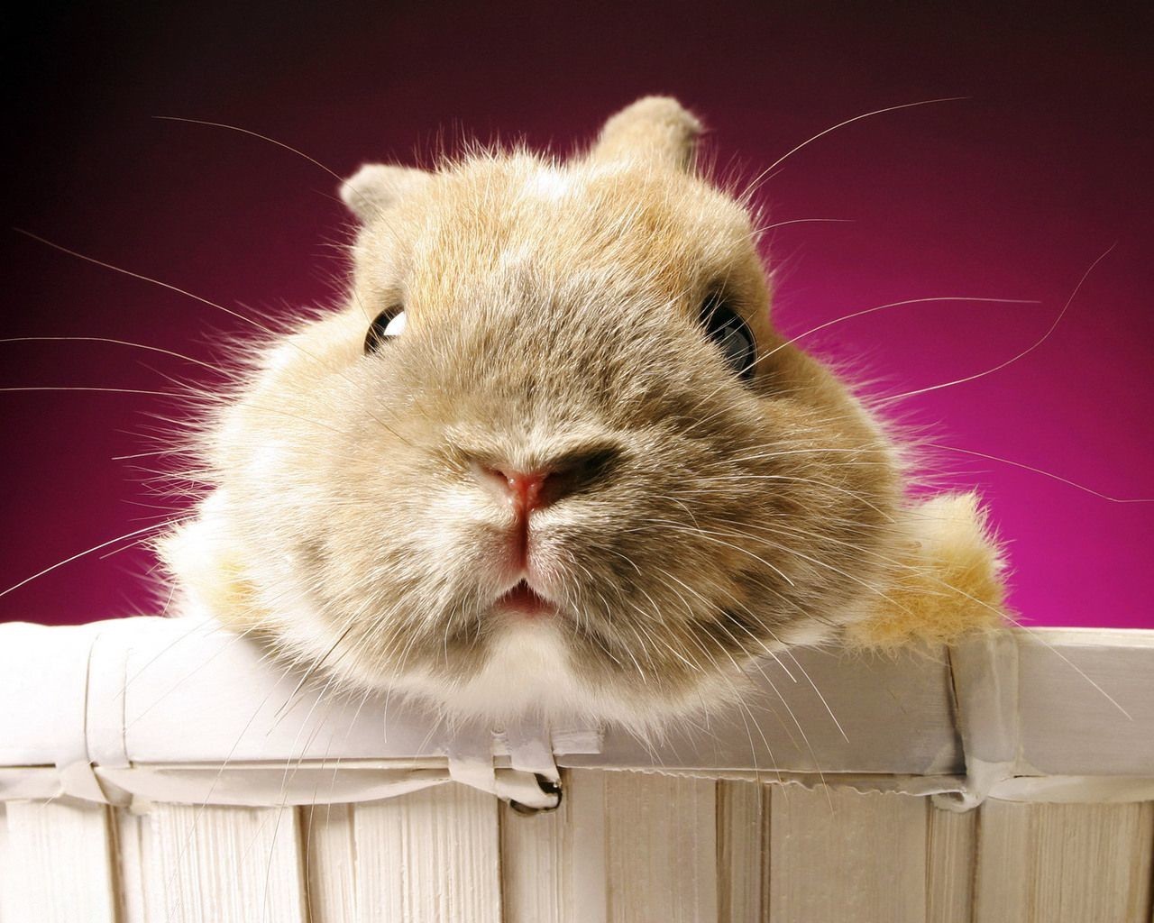 hamster face wool