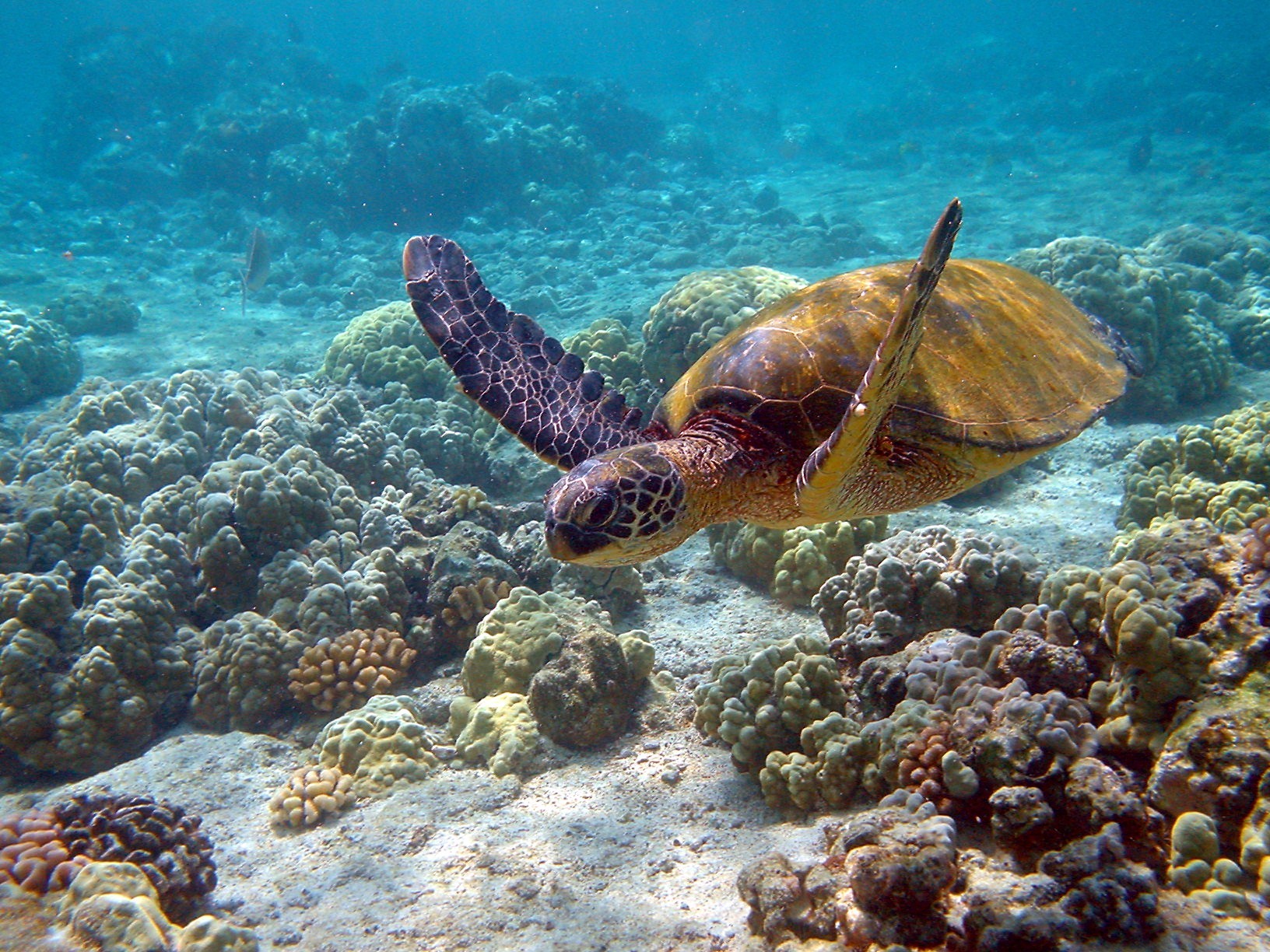 turtle ocean coral