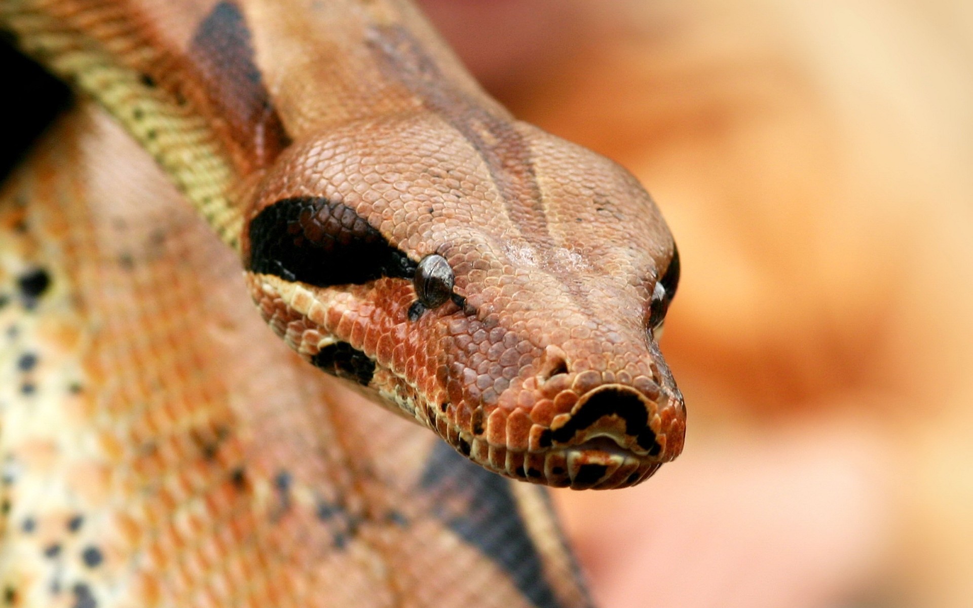 boa cabeza escamas