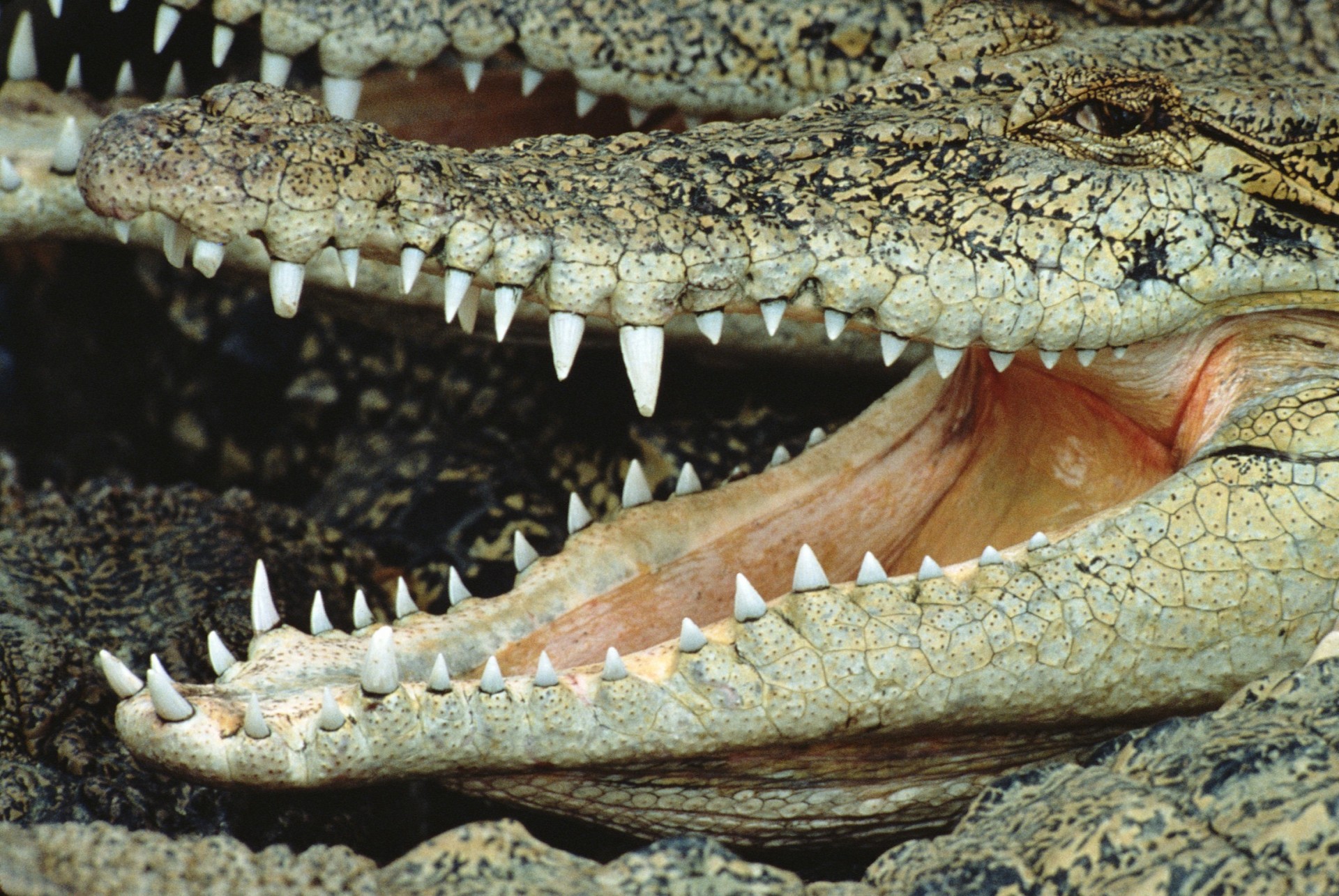 crocodile fall teeth