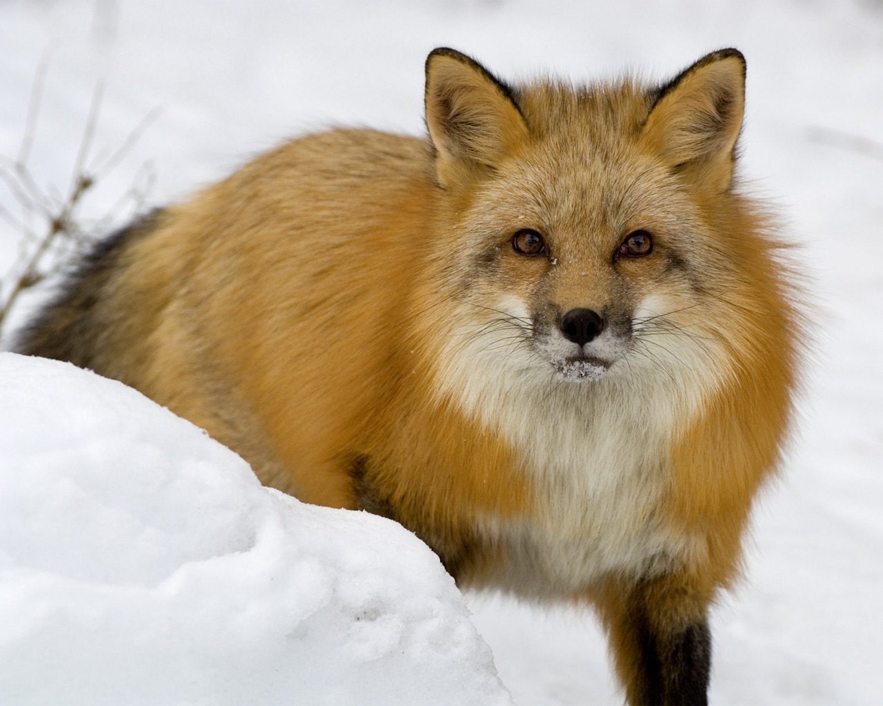 fox winter snow