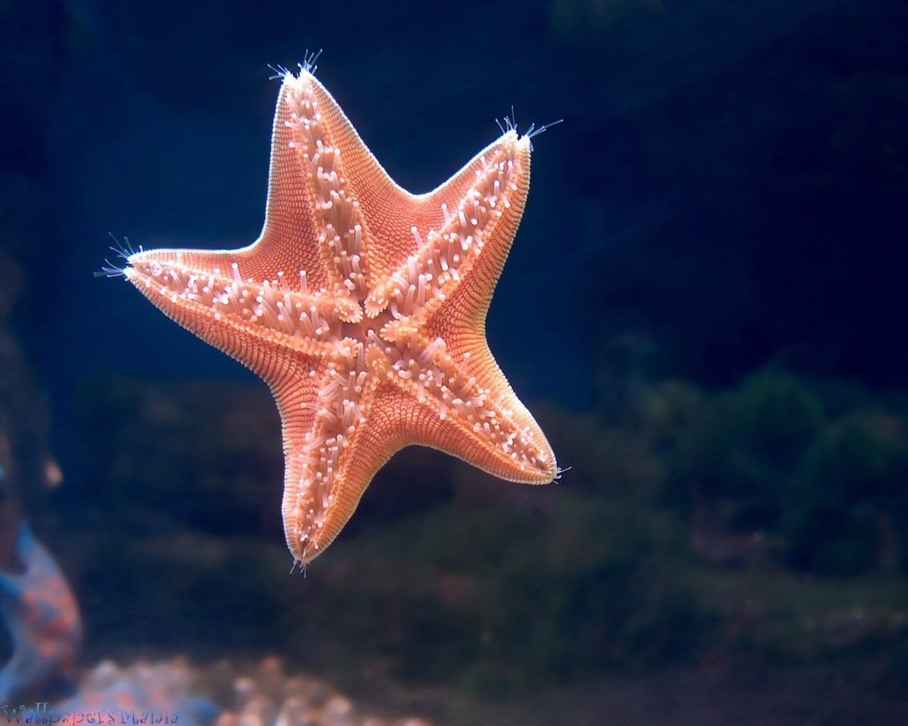 étoile de mer