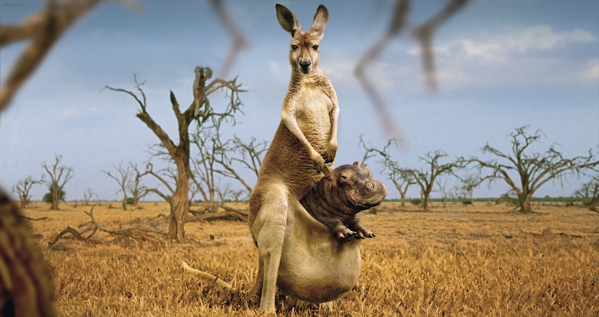 kangaroo behemoth weird humor