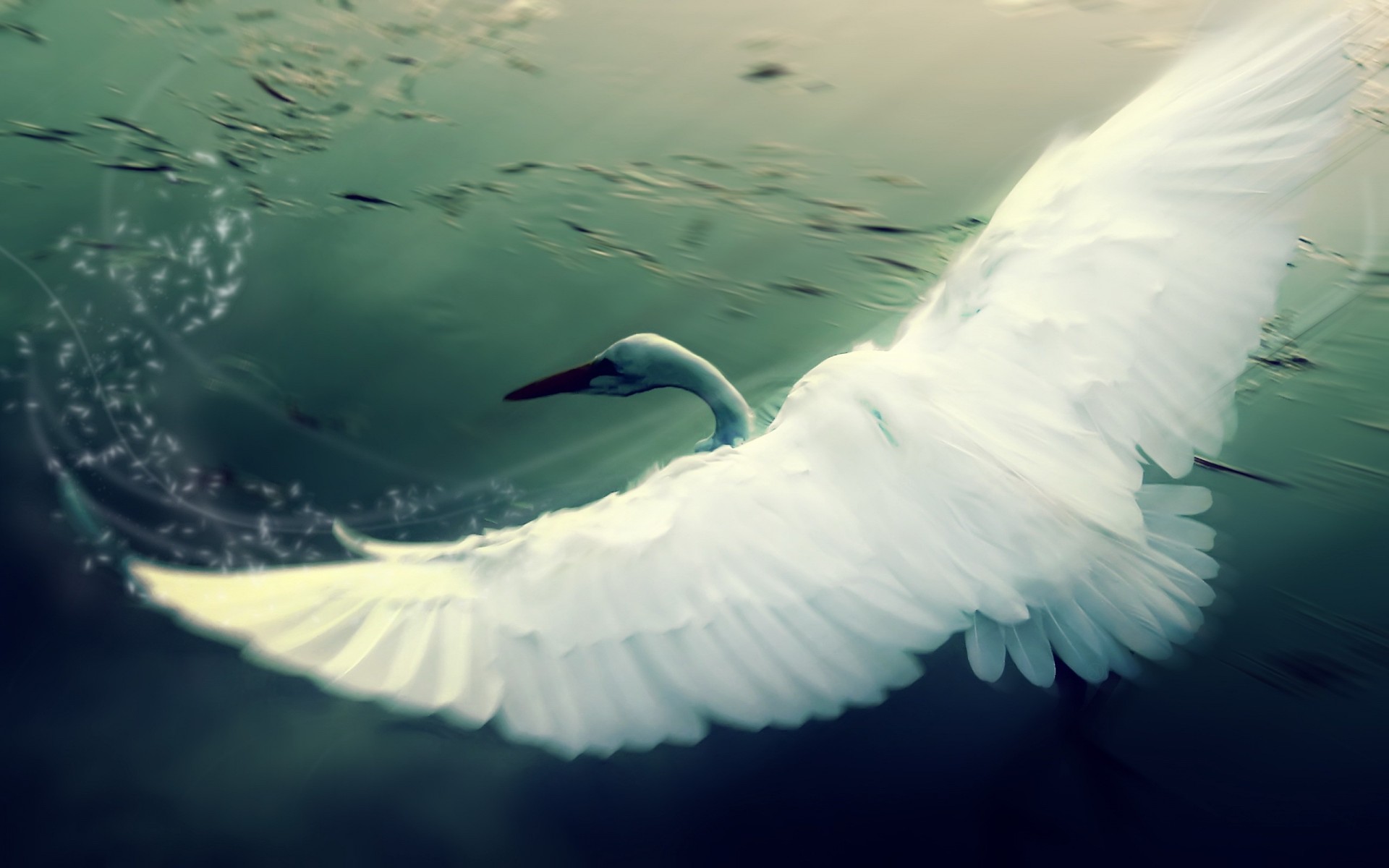 alas cisne dibujo