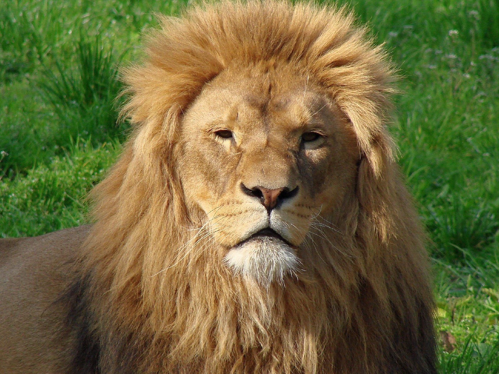 lion grand crinière