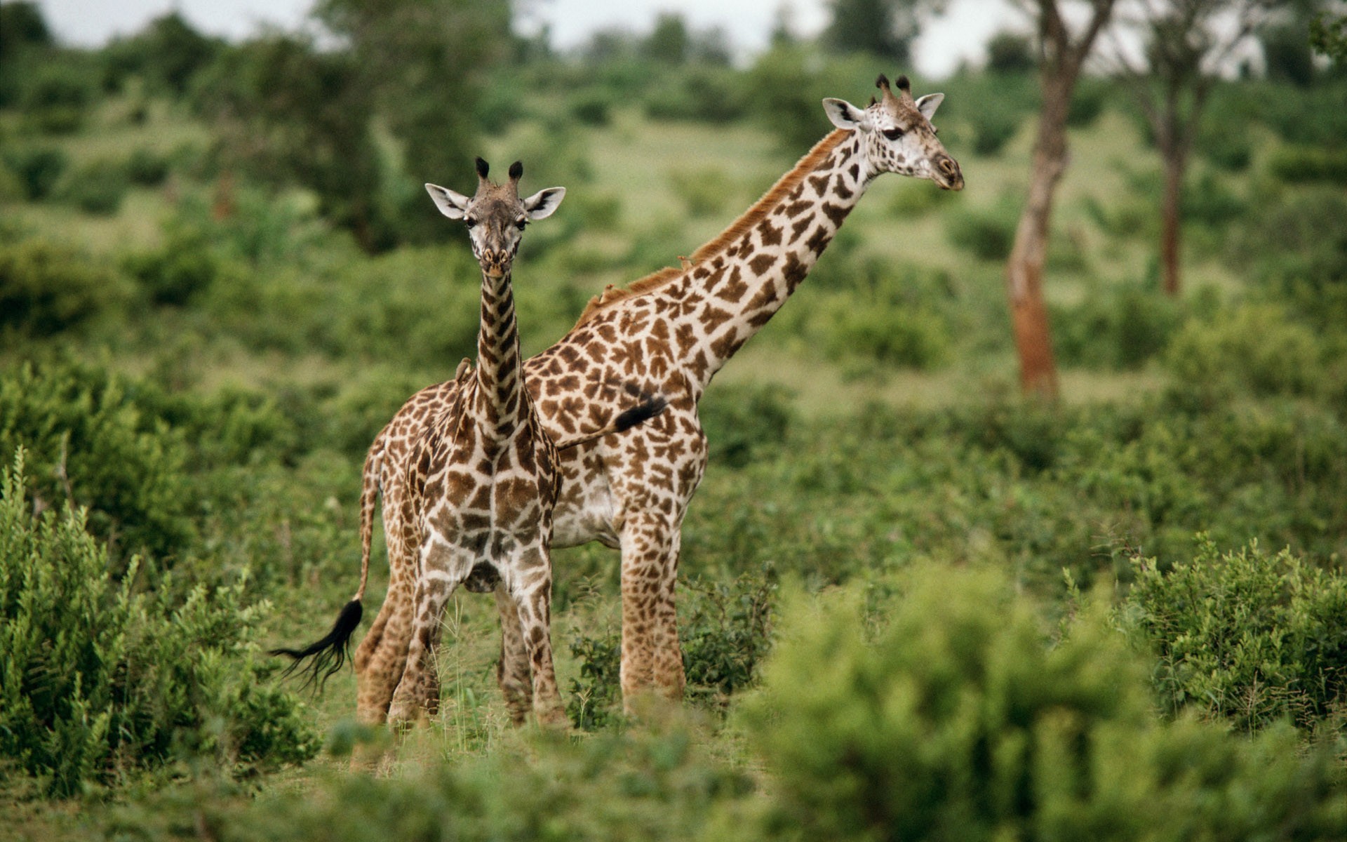 giraffen gras grün