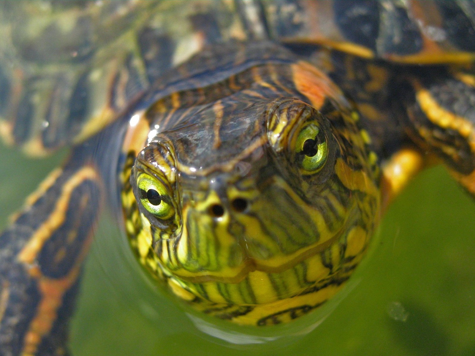 museau tortue vert