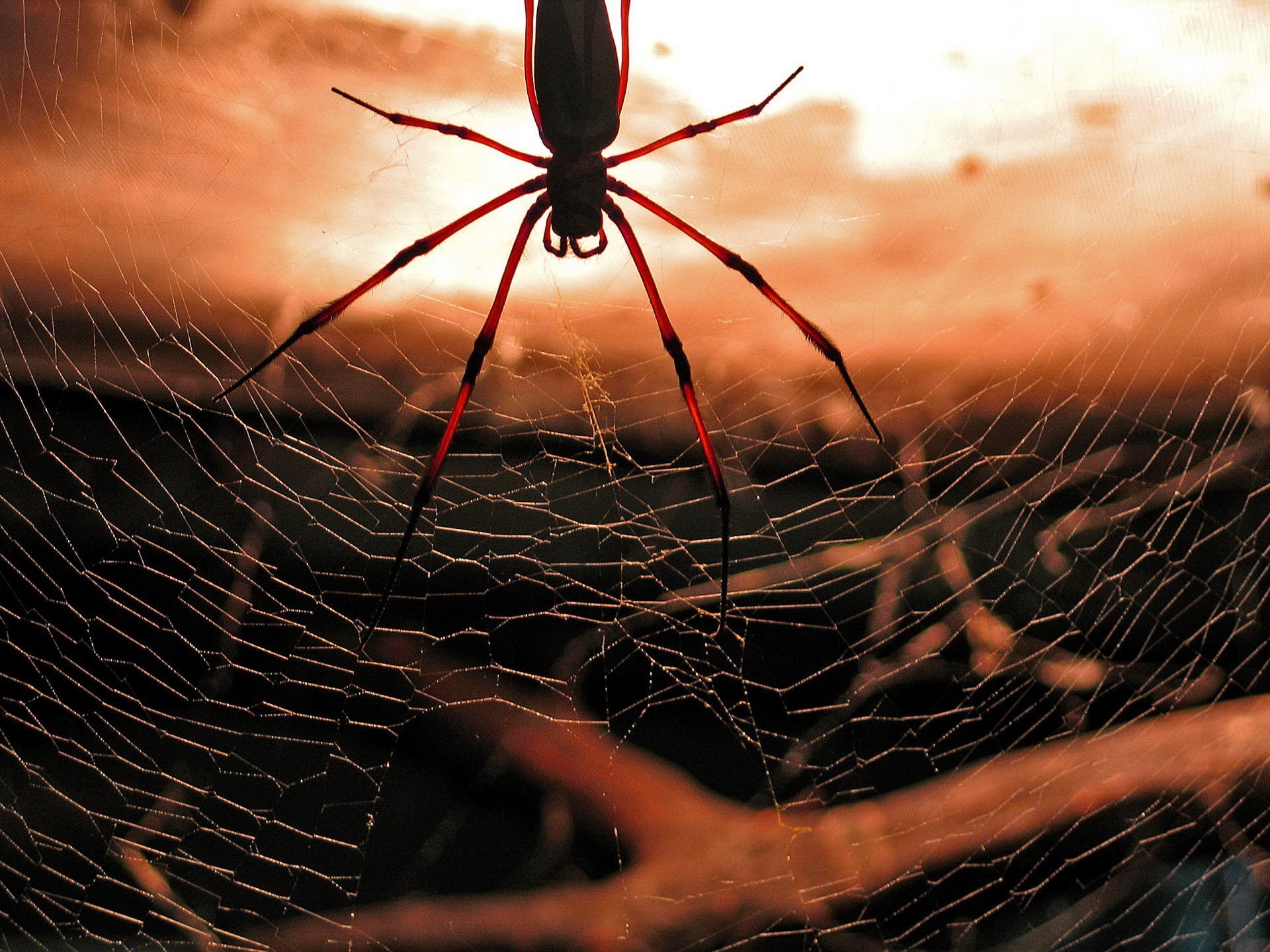 araña telaraña rojo