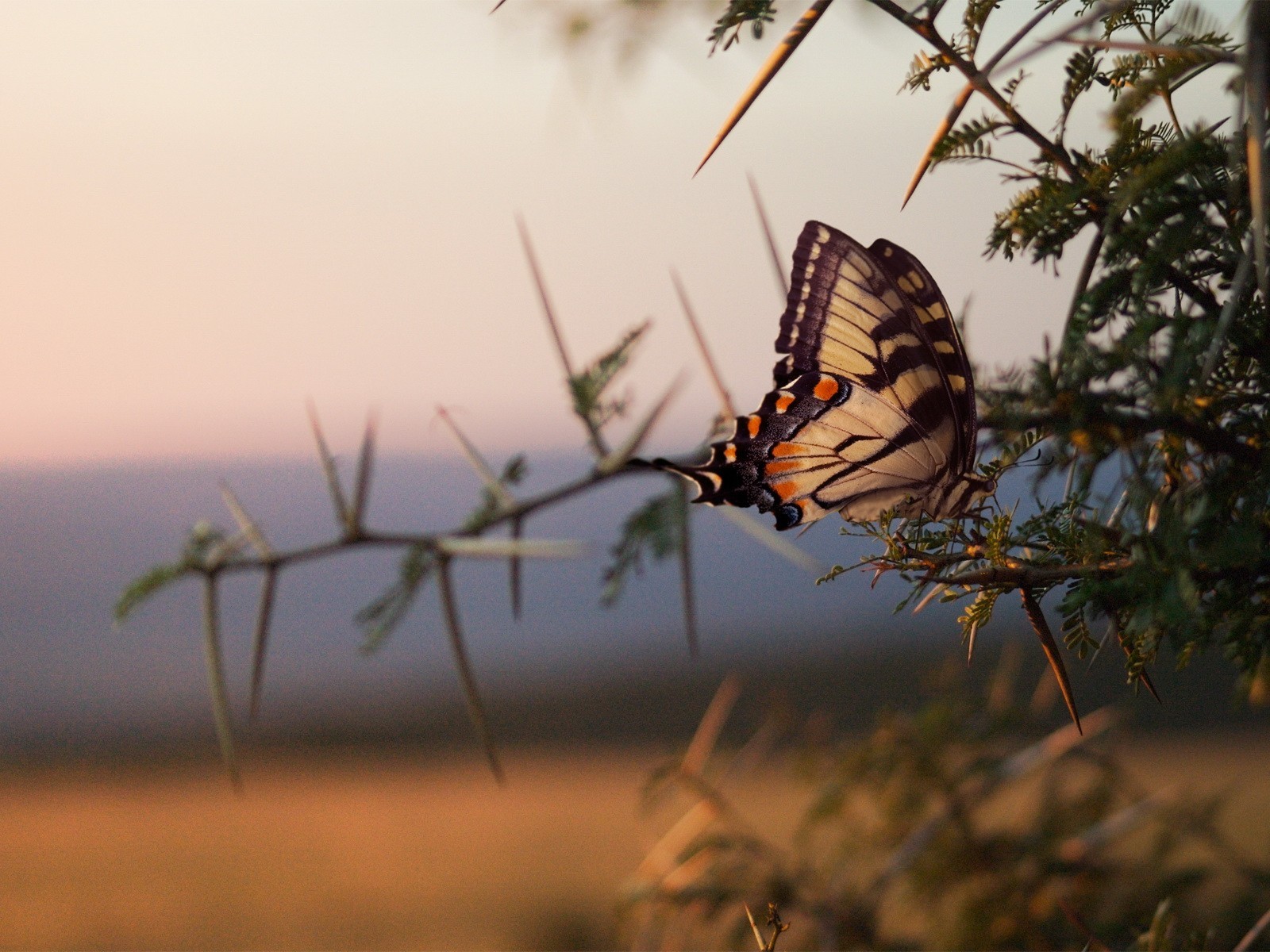 motyl gałązki