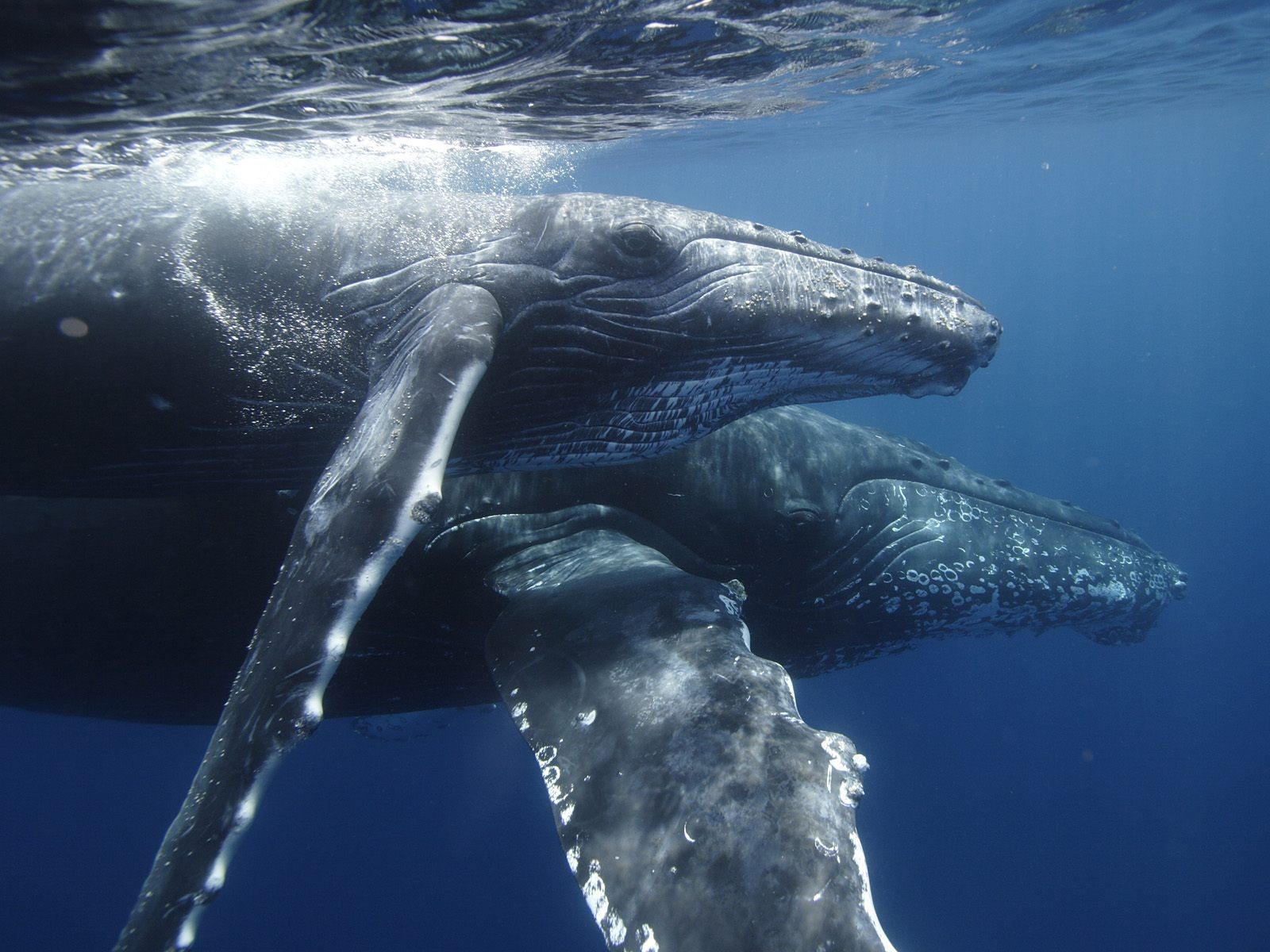 whales bubbles water