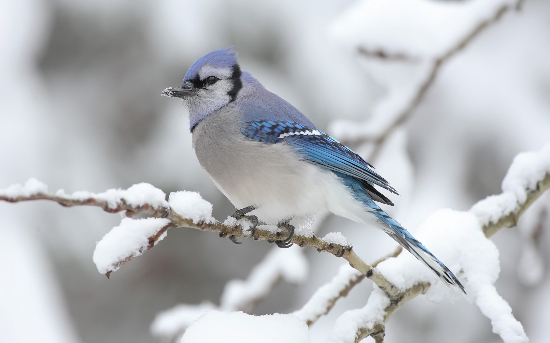 branch winter snow poultry