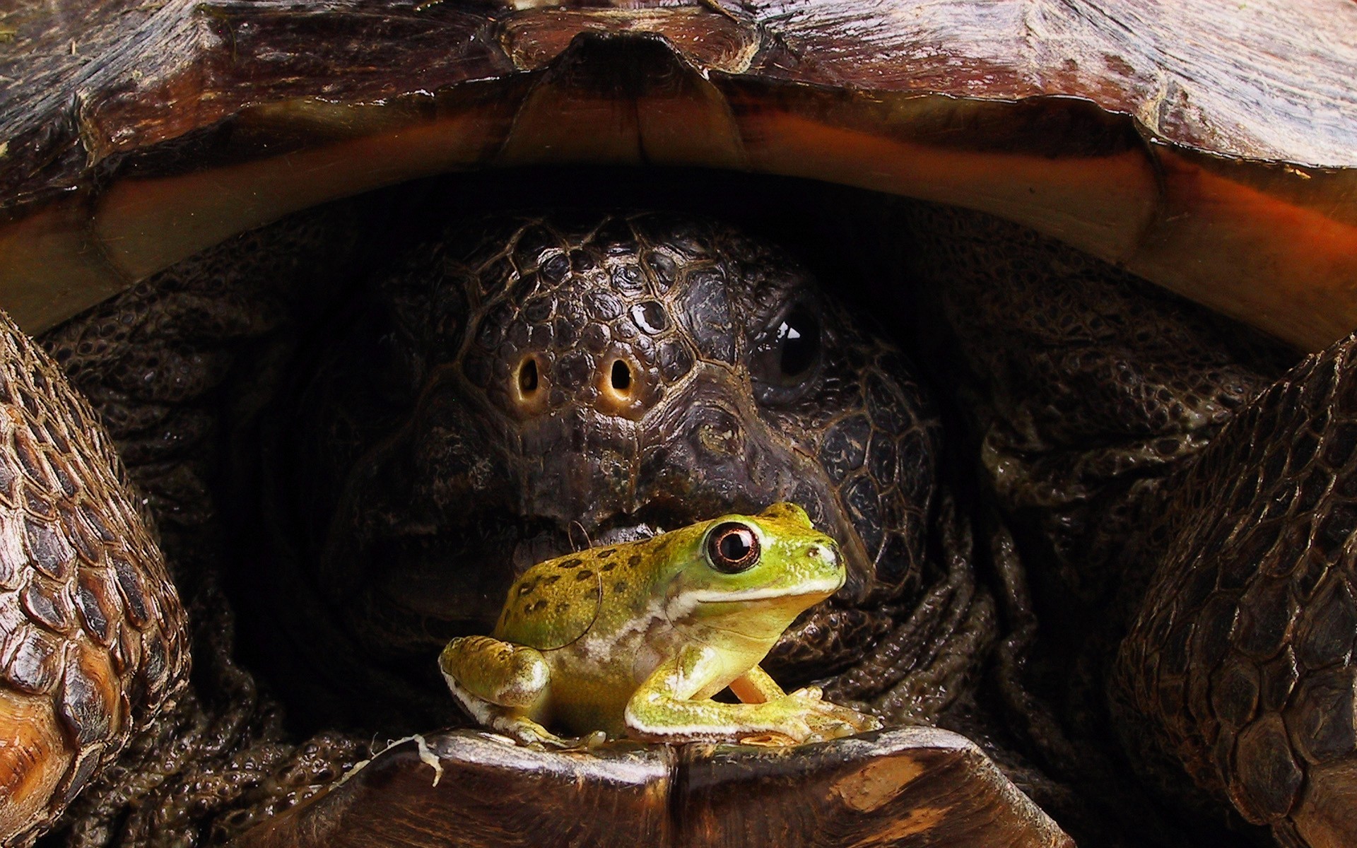 grenouille tortue carapace