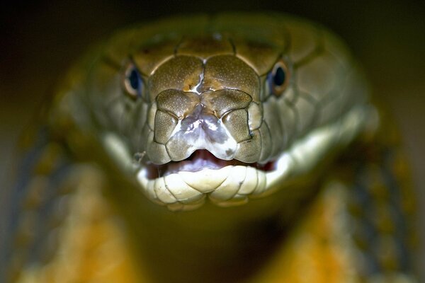 La mirada de la serpiente de la cobra real