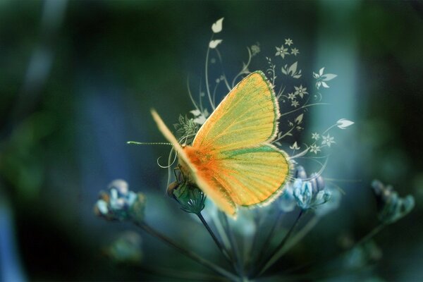 Papillon jaune sur la fleur