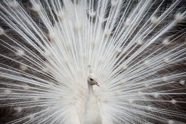 Hermoso pavo real blanco floreció sus plumas