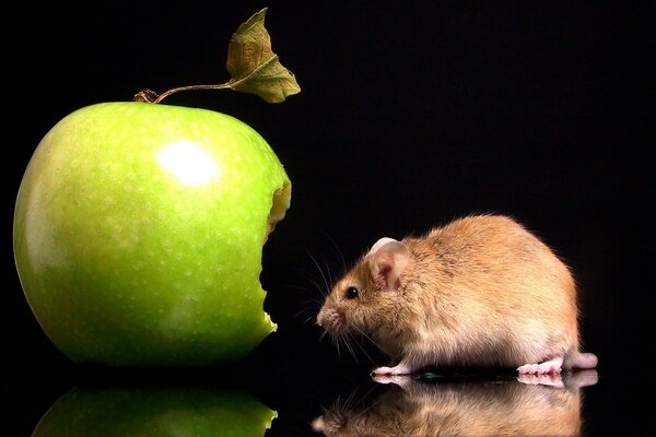 Mysz ugryzła zielone jabłko
