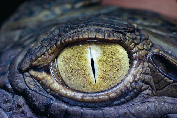 Yellow eye of a blue crocodile