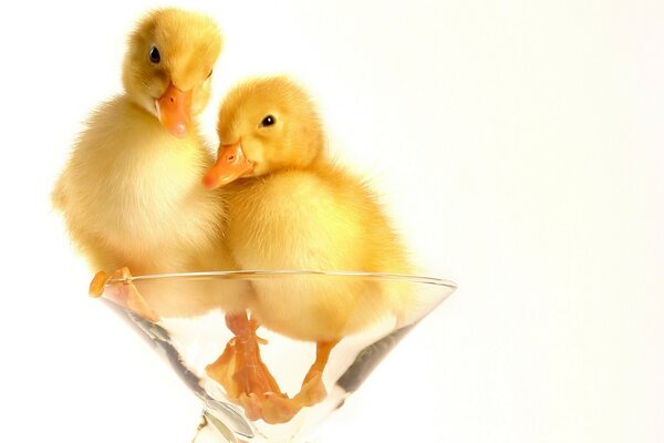 Fluffy ducklings in a glass