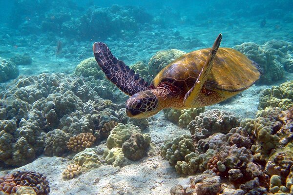 Tortuga flotando en el mar