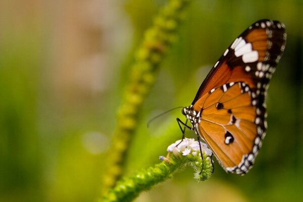 Ein Schmetterling sitzt auf einem grünen Ast