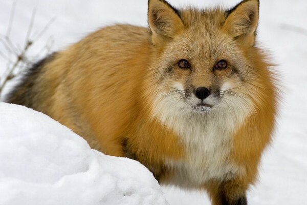 Fox in the snow in winter